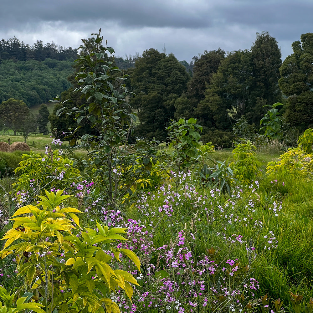 Practicamos el silvopastoreo - DEJAMU