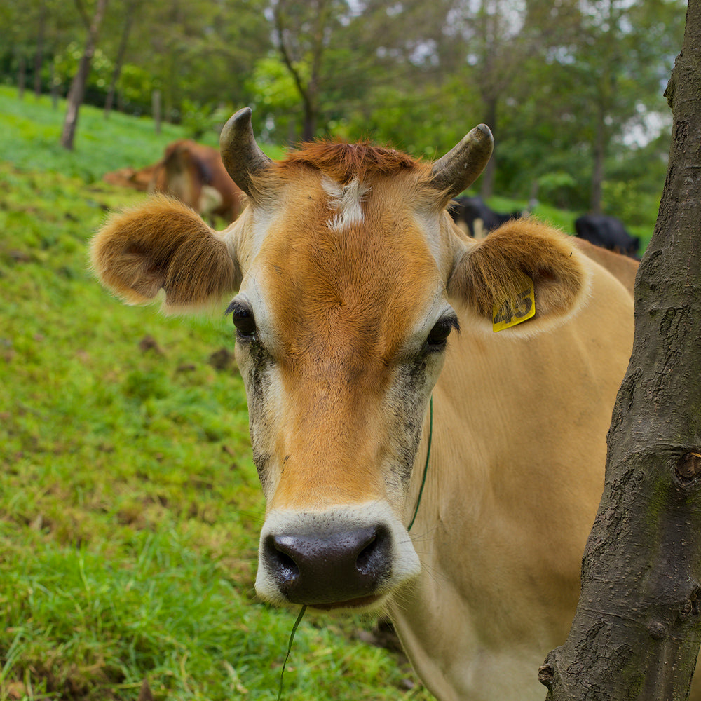 Practicamos el silvopastoreo - DEJAMU