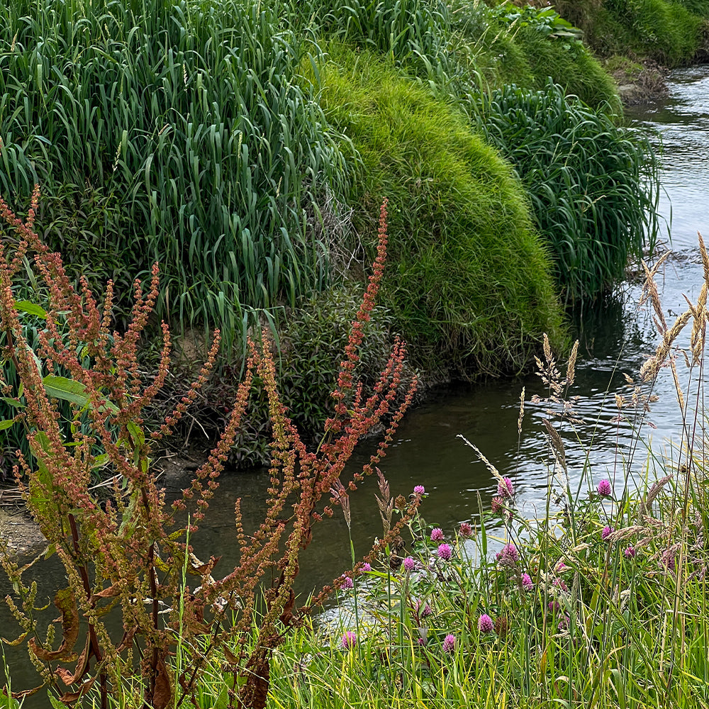 Ayudamos a proteger la cuenca del río Bogotá - DEJAMU