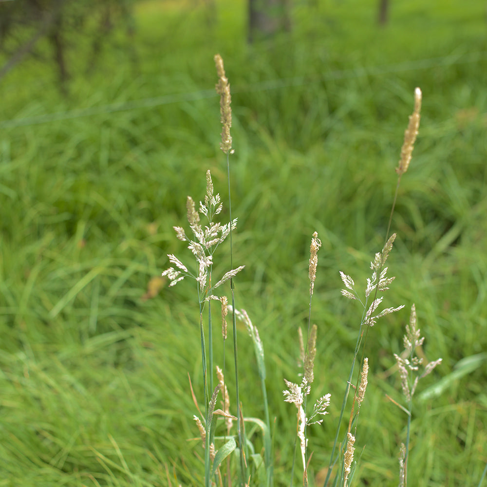 ¿Tienes preguntas sobre nuestra operación? - DEJAMU