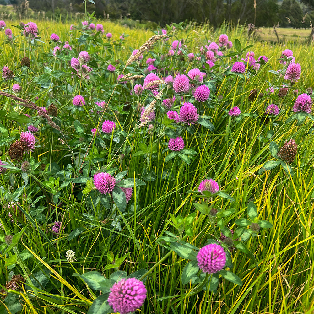 No usamos agroquímicos - DEJAMU