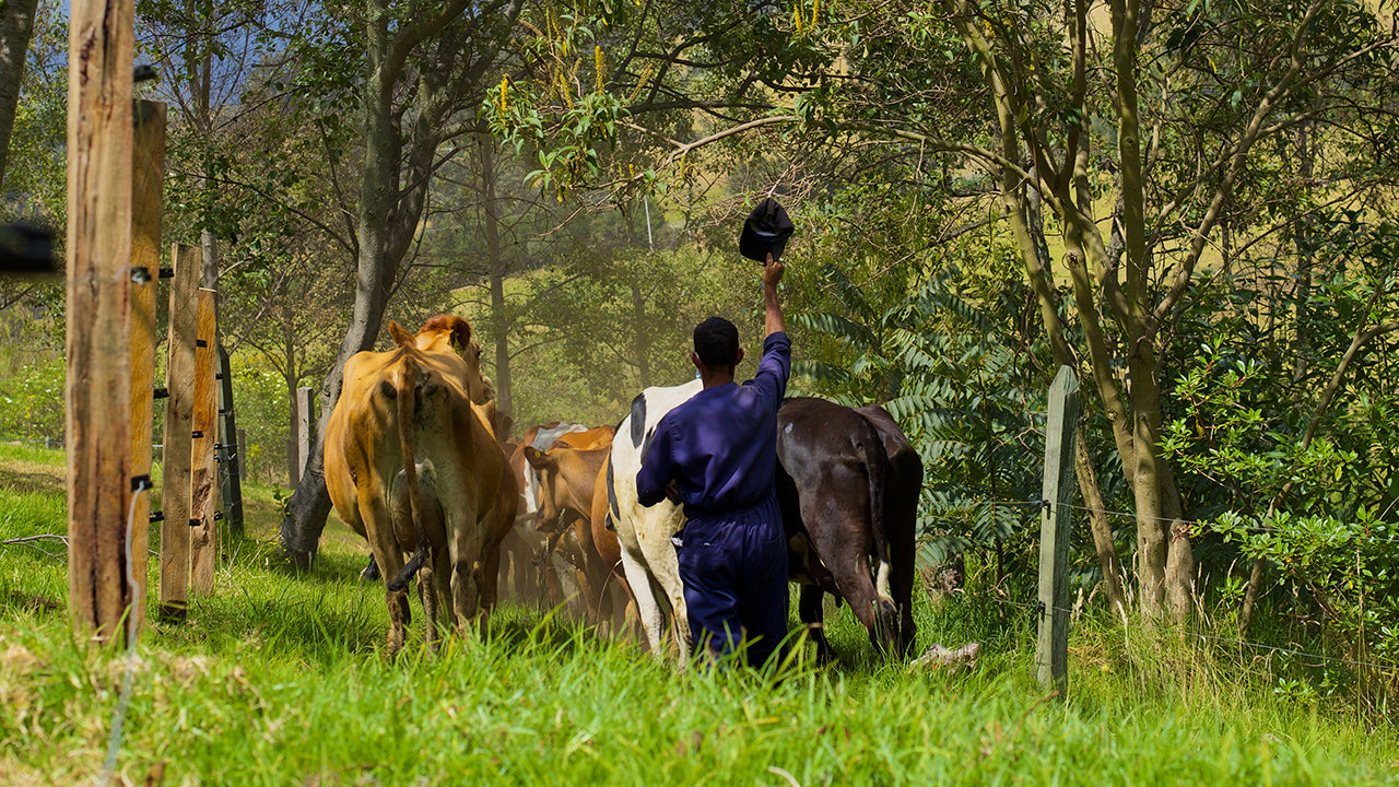 Campesino arriando vacas - DEJAMU