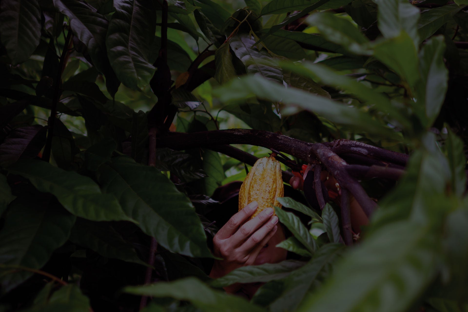 El chocolate más premiado de Colombia llegó a Dejamu